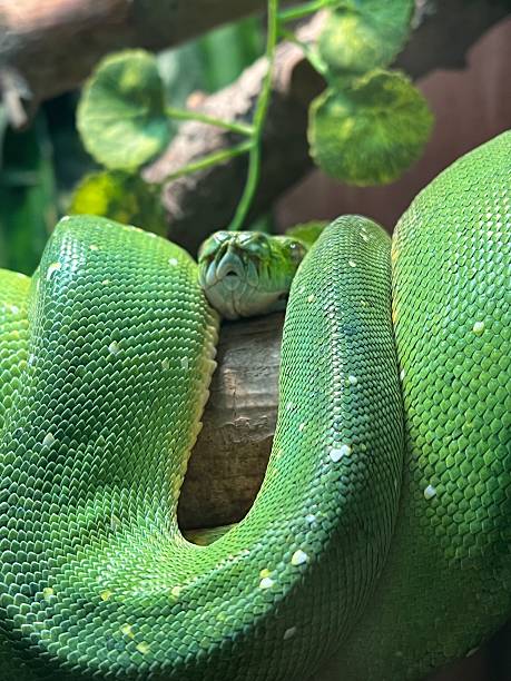 istock Green Snake in a terrarium . 2214738860