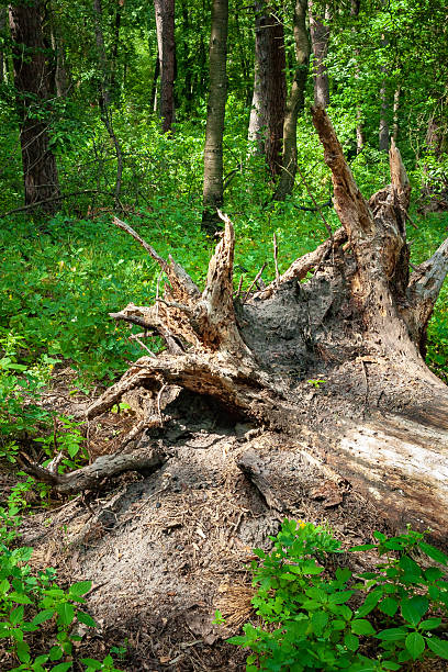 istock Uprooted tree stump in a forest glade. Felled old trees in the forest 2214738907