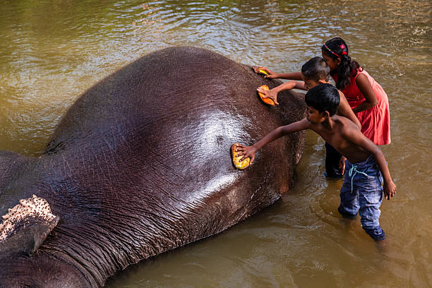 istock Children bathing an elephant in a river 2214739412