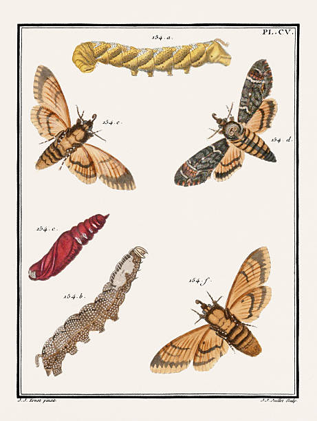 istock Antique butterfly illustration from 18th-century France. Circa 1792 2214739607