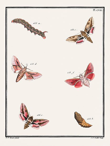 istock Antique butterfly illustration from 18th-century France. Circa 1792 2214739609