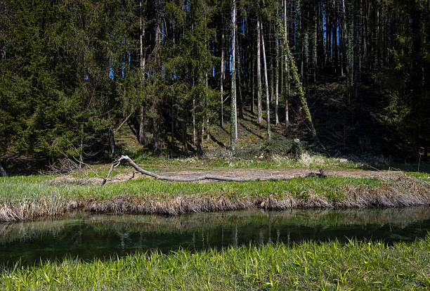 Forest near Prien am Chiemsee. Bavaria Germany.