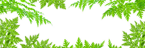 Abstract texture. The texture of the leaves on a white background. Template for web design. Empty space for text. Creative background