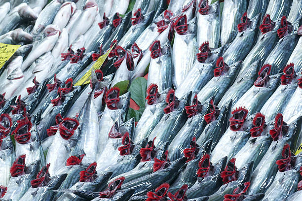 Freshly Caught Fish Displayed In Market with Bright Red Highlights.