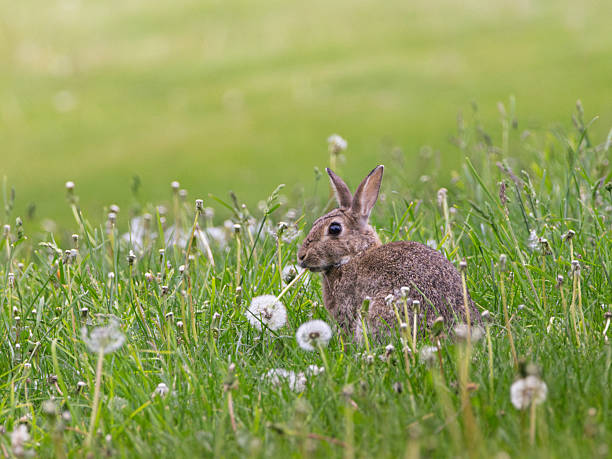 A rabbit is eating dandelions in a field. The scene is peaceful and serene, with the rabbit enjoying its time in the grass