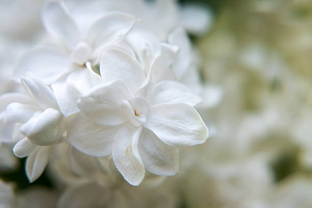istock White lilac flowers, spring in the garden. 2214743535