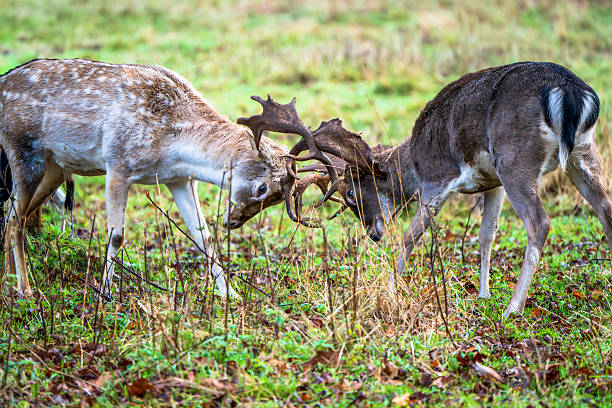 Two Fallow Deer Battling in the Wild with Locked Antlers