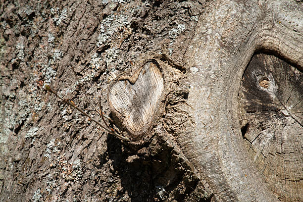 A heart shape is drawn on the bark of a tree beside a calm pond. The image symbolizes love and connection with nature.