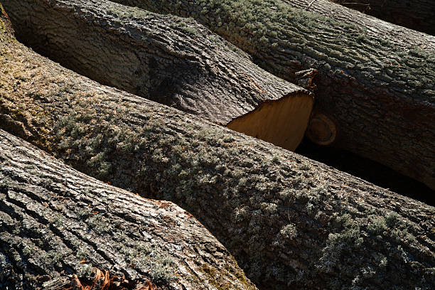 istock Logs arranged in a stack under the sunlight in a forest during early autumn, highlighting their rough textures and patterns 2214744667