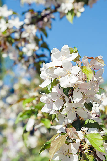 istock Blossoming tree brunch with white flowers. Spring flowers, blossom, white apple tree flowers.Beautiful nature.apple orchard 2214747130