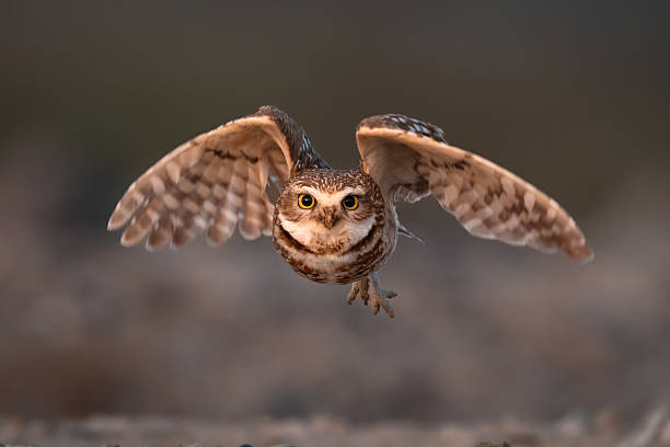 istock Burrowing owl flying directly toward camera with wings extended 2214747252