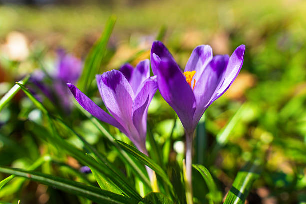 Vibrant purple crocus flowers emerging from lush green grass, capturing the essence of early spring with soft sunlight illuminating the petals.