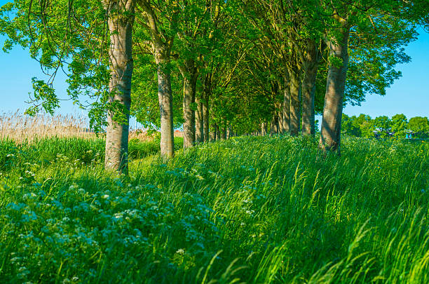 Green foliage of trees in sunlight in springtime, Almere, Flevoland, The Netherlands, May 12, 2025
