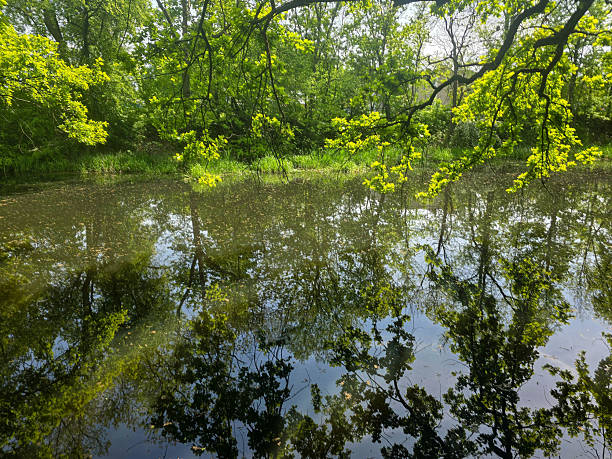 istock View of the Mysterious Black Lake 2214748489