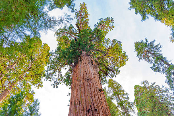 Sequoia National Park, California - November 30, 2024: Towering General Sherman tree, a giant sequoia, is captured from a low angle, showcasing its majestic height and intricate bark.