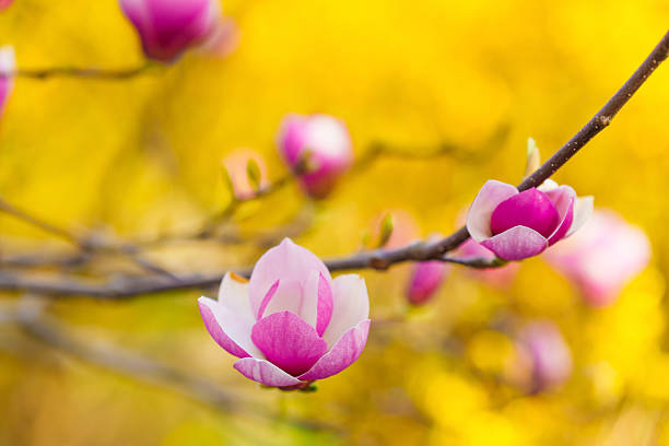 Pink magnolia flowers blooming on a branch, beautifully contrasting with a bright yellow backdrop, perfect for spring themes.