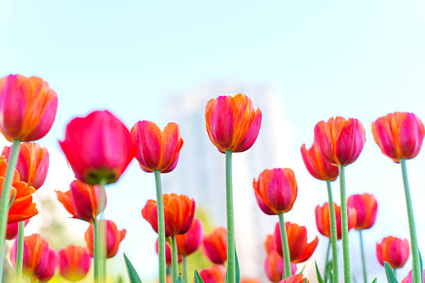 istock Vibrant Tulip Field with Bright Petals Against Clear Blue Sky 2214749896