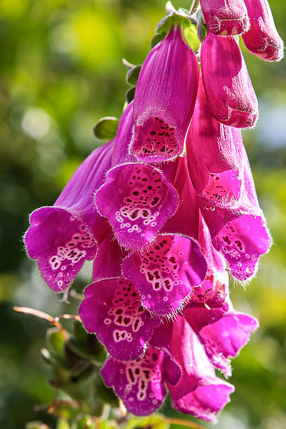 istock Foxglove flowers in the forest 2214750109
