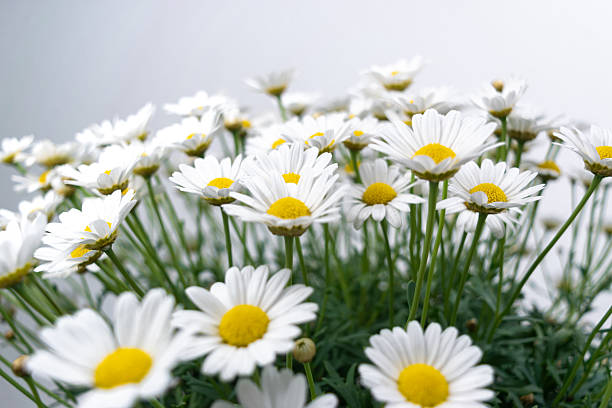 Large bush of beautiful blooming white daisies on a white background. Close-up.
