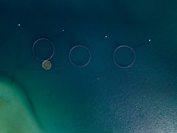 istock Aerial View of Salmon Farming Nets in Pristine Waters 2214752224