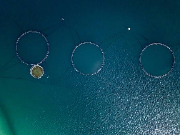 istock Directly Above View of Salmon Farming Nets in Ocean 2214752225