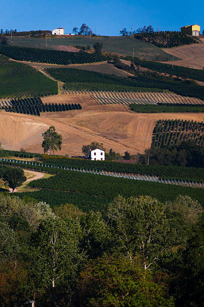 istock Scenic Vineyard Landscape with Rolling Hills and Small Rural Buildings under Blue Sky 2214752304
