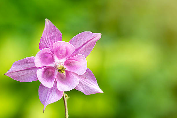 A pink wildflower focused amidst a soft green blurred background in daylight