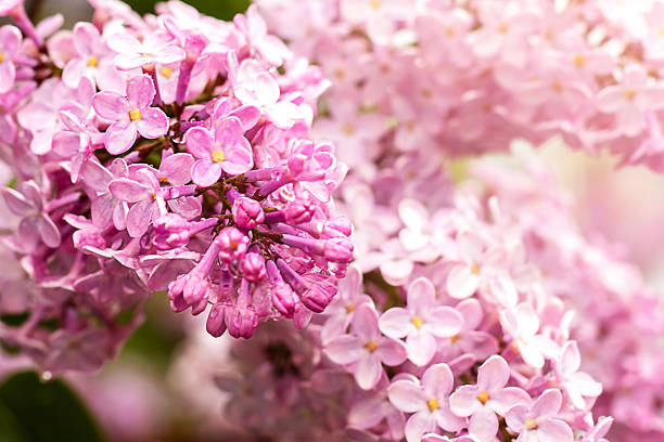 istock Vibrant lilac flowers in full bloom on a warm spring day 2214754171