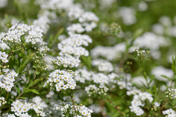 istock Thunbergs meadowsweet (spirea thunbergii) flowers 2214754846