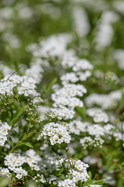 istock Thunbergs meadowsweet (spirea thunbergii) flowers 2214754946