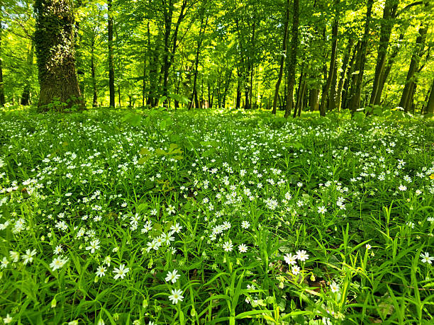 Dense forest floor covered with ivy, wildflowers, and shrubs. Natural, untamed greenery perfect for eco, wellness, biodiversity, or outdoor-themed visual projects.