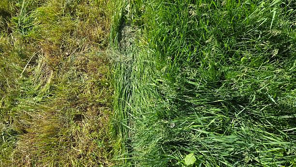 istock grass cutting line. trimmed lawn 2214756037