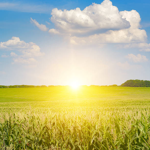 istock Sunrise on corn field with ears corn and blue sky with white clouds. 2214756464