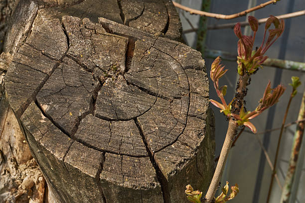 The trunk of an old rotting tree. The texture of old wood. Spring.