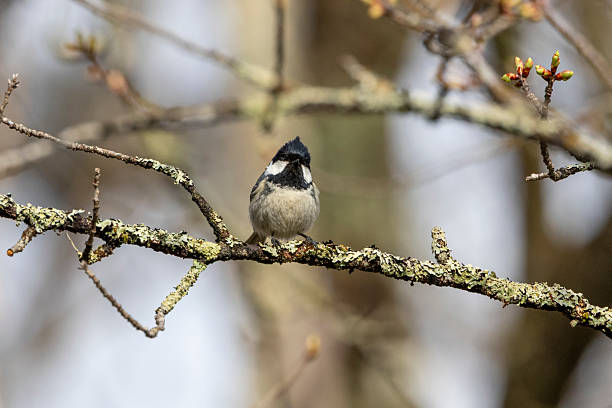 istock Coal tit on a branch of tree. 2214757218