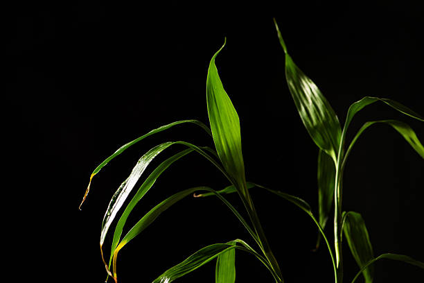 istock Foliage (Dracaena sanderiana), beautiful green foliage (Dracaena sanderiana) with black background, selective focus. 2214759572