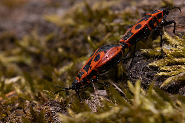The firebug’s body is vividly marked with black spots and patterns on its bright red wings and thorax. Its long black legs and antennae are clearly visible, and the background is softly blurred, drawing attention to the sharp details and vibrant colors of the insect