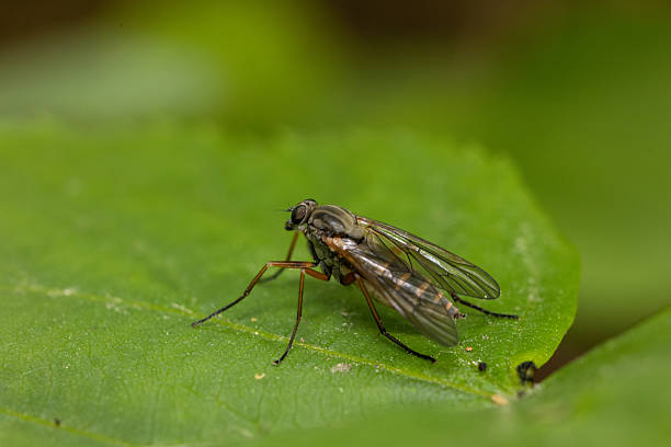 istock A close-up of a small fly resting on a bright green leaf 2214760375