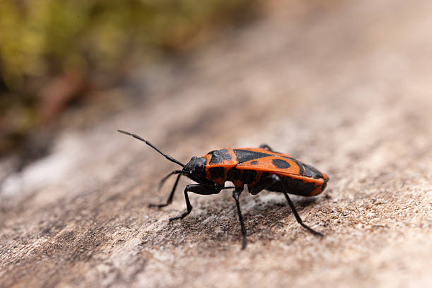 istock a close-up of a firebug (Pyrrhocoris apterus) walking on a rough tree bark surface 2214760382