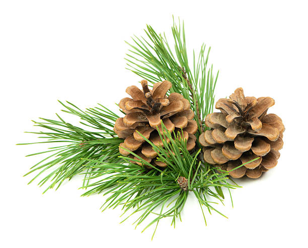 istock A detailed Christmas composition with fir branches and cones, placed on a white background with shadow for seasonal decor. 2214760918