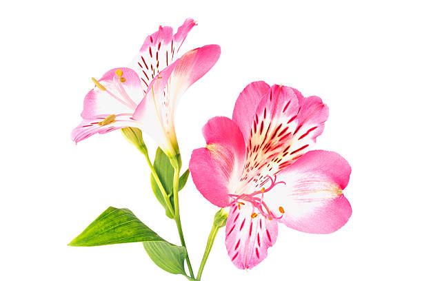 istock pink alstroemeria flower isolated on white background 2214762008