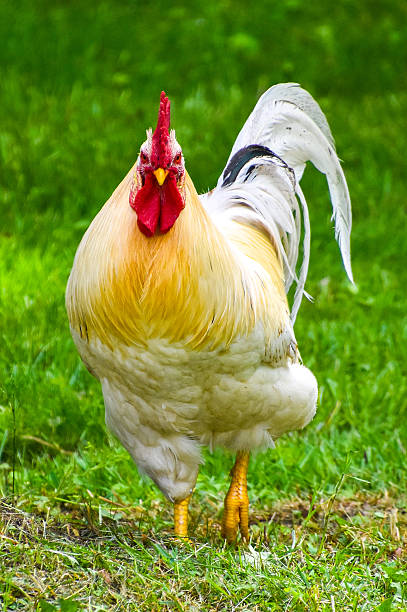 istock Free range adult rooster walking in a grassy yard 2214763868