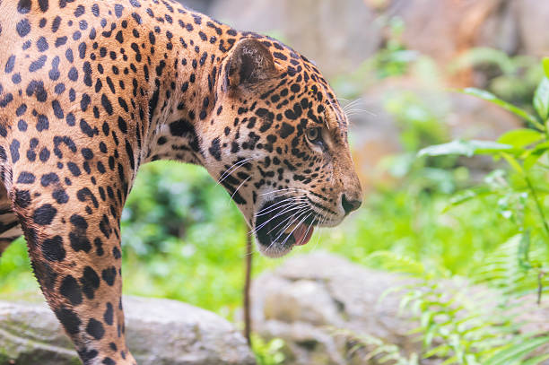 istock Jaguar Panting in The Heat 2214763934