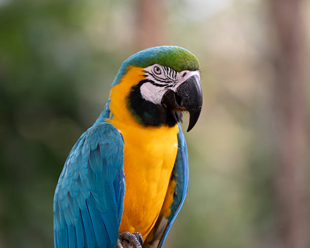 istock Blue-and-Yellow Macaw's Professional Headshot 2214763937