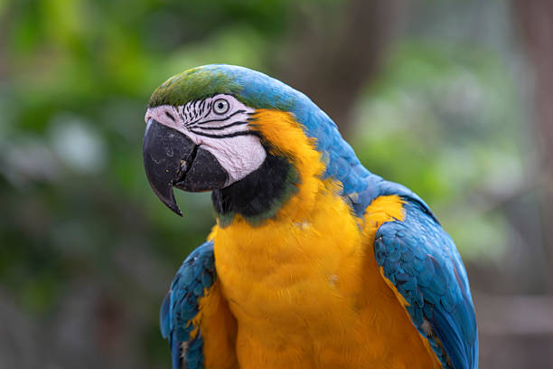 Silhouette of a Gold and Blue Macaw