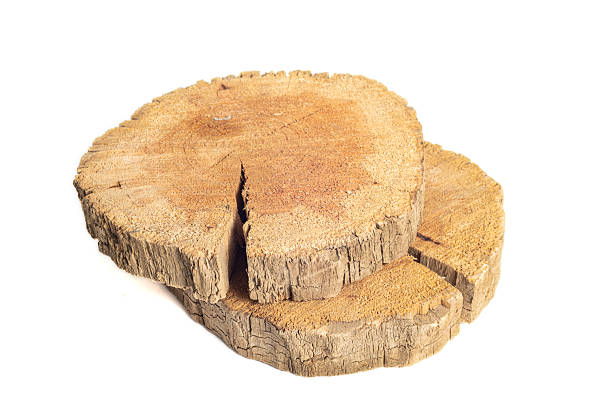 istock wooden log rings. Close-up on a white background. 2214764149