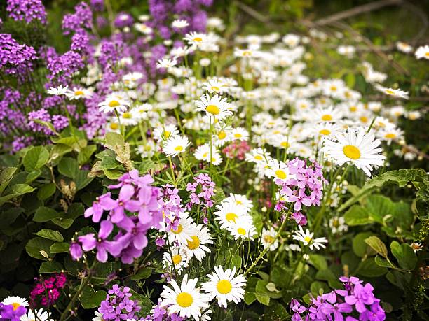 Purple and White Flowers