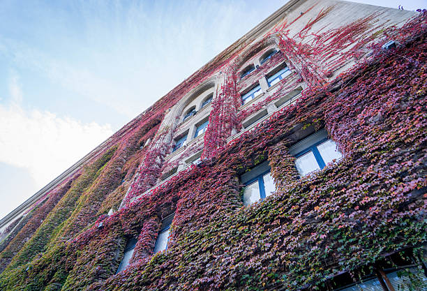 A low-angle shot captures a tall building in Tbilisi, Georgia, its facade almost entirely covered in vibrant ivy displaying autumn colors of red, green, and yellow. Multiple windows with dark frames punctuate the foliage. The clear blue sky is visible in the upper portion of the frame, highlighting the contrast between the natural growth and the urban architecture