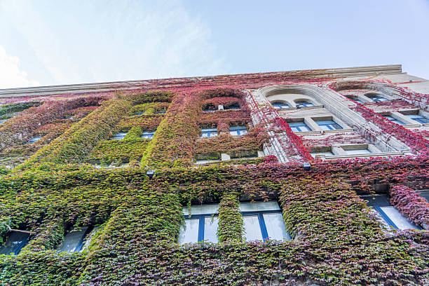 A low-angle shot captures a tall building in Tbilisi, Georgia, its facade almost entirely covered in vibrant ivy displaying autumn colors of red, green, and yellow. Multiple windows with dark frames punctuate the foliage. The clear blue sky is visible in the upper portion of the frame, highlighting the contrast between the natural growth and the urban architecture