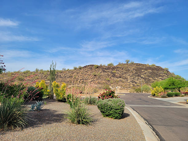 istock Arizona Desert Style Xeriscaping 2214767725